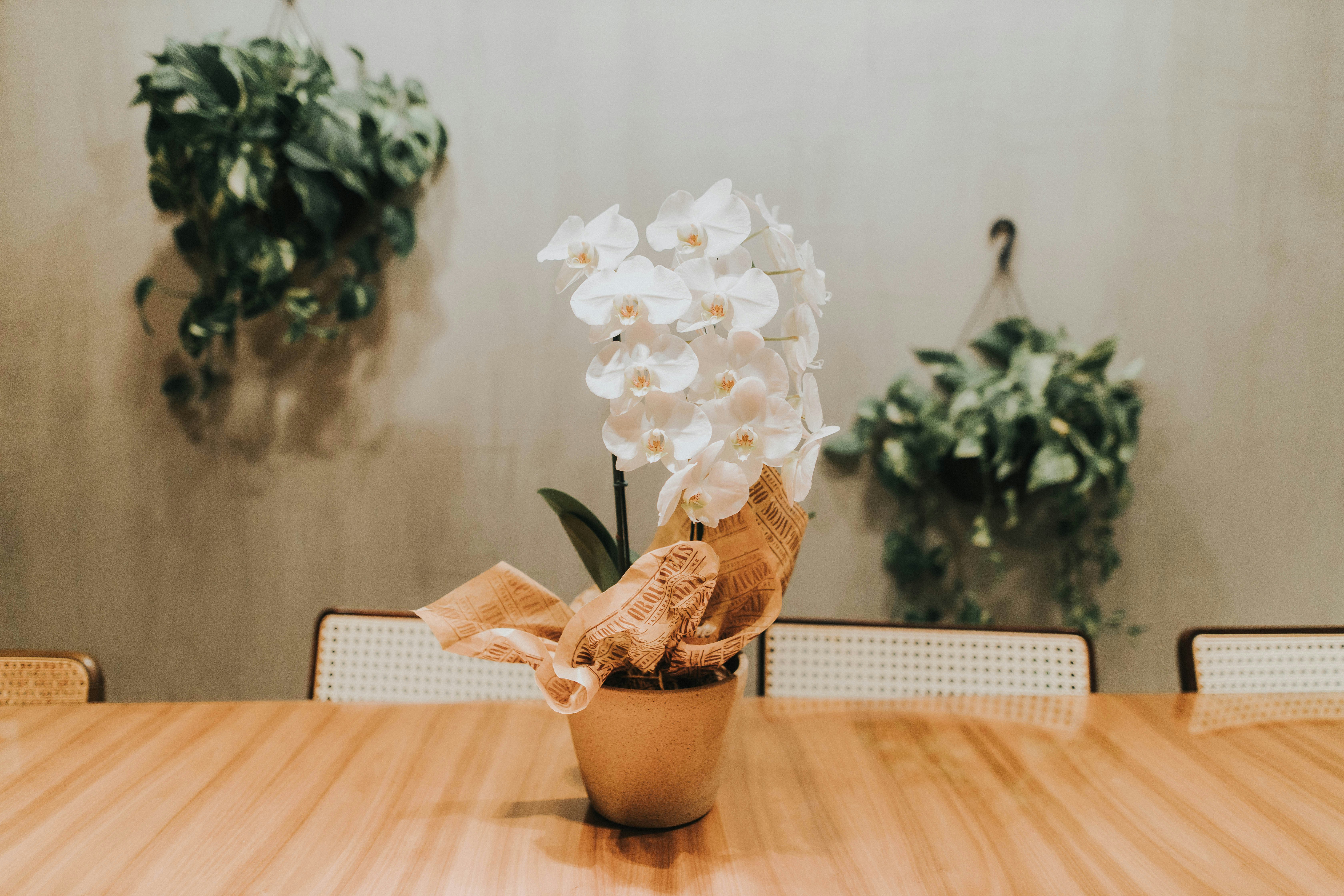 white flower in brown pot on table